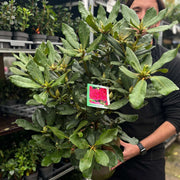 Rhododendron 'Nova Zembla' 2L / 5L -