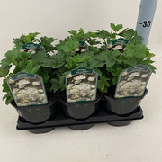 Astrantia 'Star of Billion' 2L -