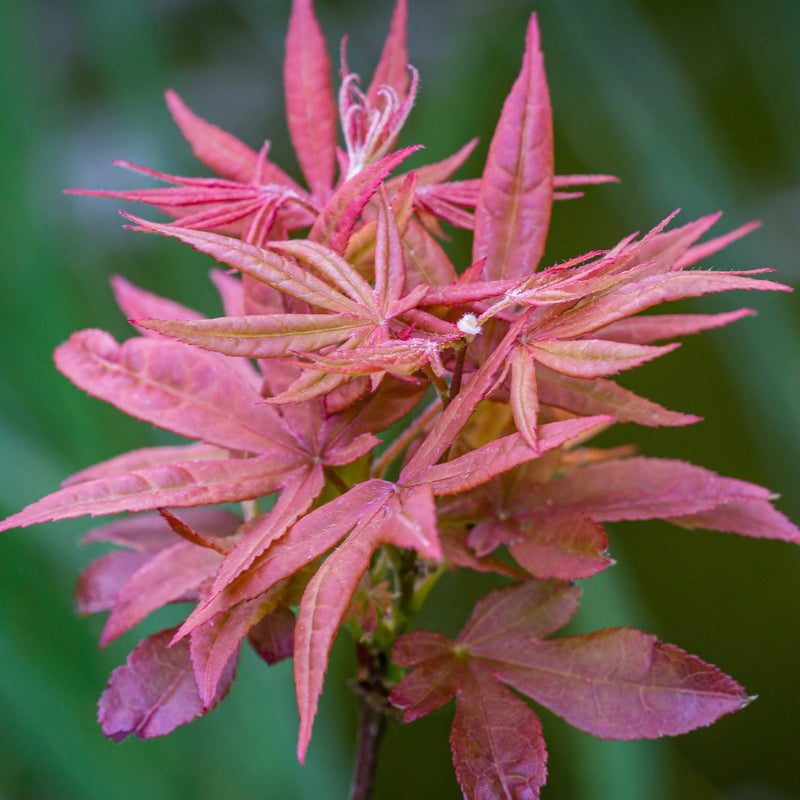 Acer palmatum 'Extravaganza' 3L -