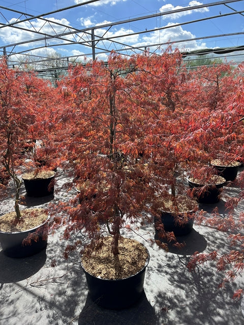 Acer palmatum 'Inabar-Shidar' 50L 170cm -