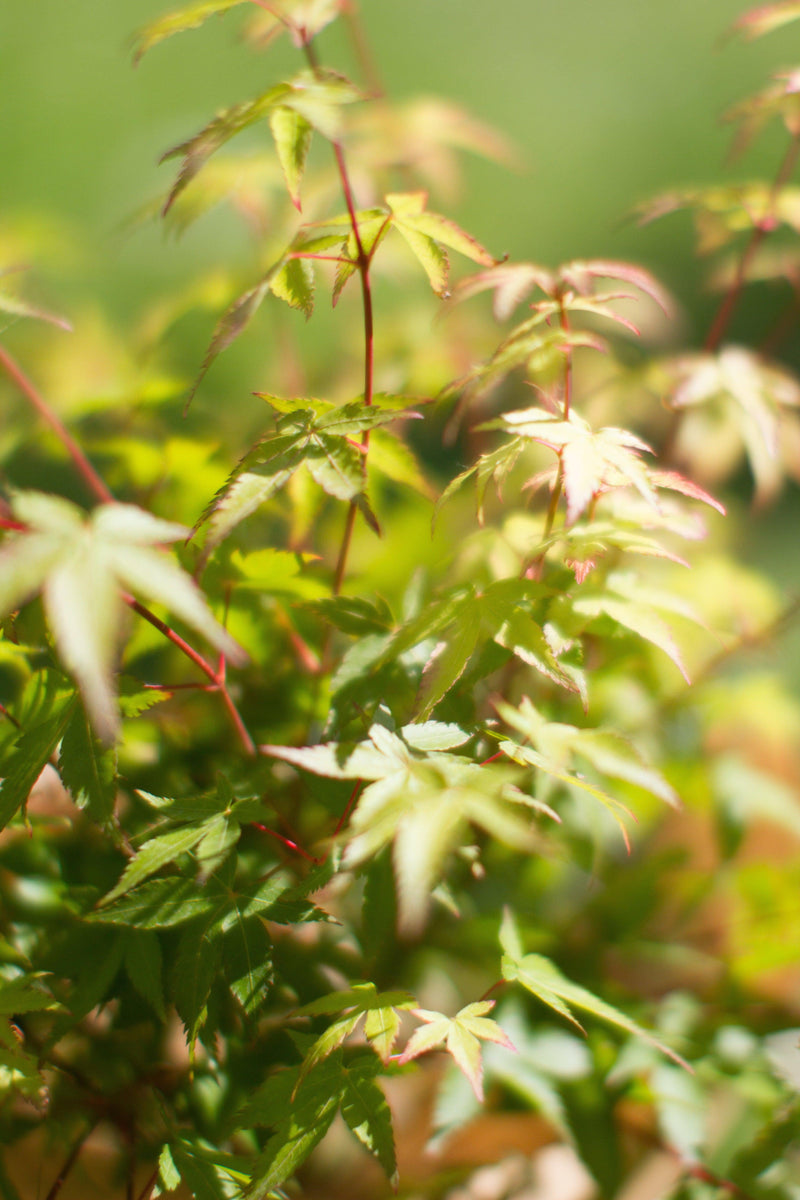 Acer palmatum 'Little Princess' 2L/3L -