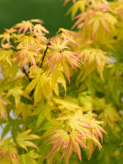 Acer palmatum 'Orange Dream' 10.5cm / 2L / 3L / 10L