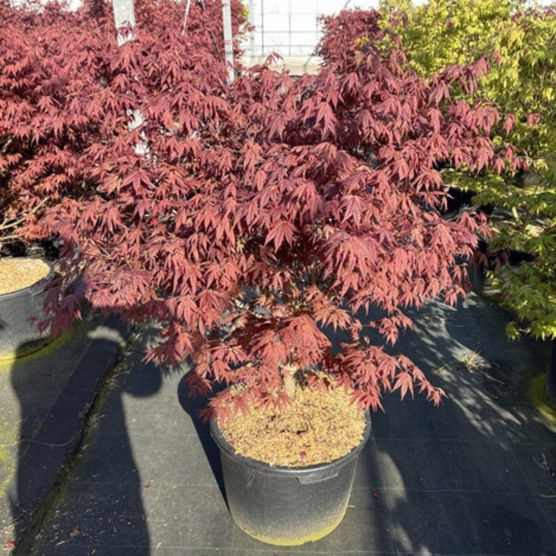 Acer palmatum 'Atropurpureum' 10.5cm-130L -