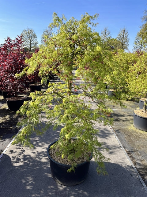 Acer palmatum Dissectum 65L 180cm -