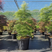 Acer palmatum Dissectum 3L / 10L / 130L -