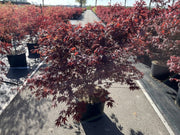 Acer palmatum 'Atropurpureum' 10.5cm-130L -