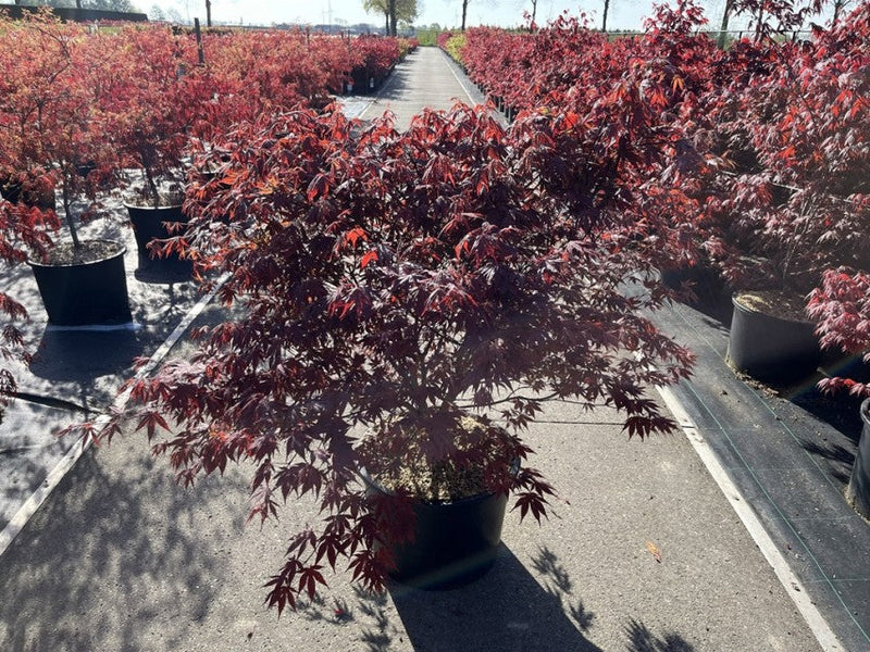 Acer palmatum 'Atropurpureum' 10.5cm-130L -
