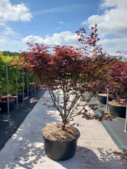 Acer palmatum 'Atropurpureum' 10.5cm-130L -