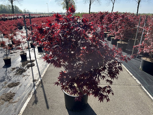 Acer palmatum 'Bloodgood' 35L 150cm -