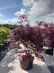 Acer palmatum 'Bloodgood' 3L / 10L / 70L / 90L -