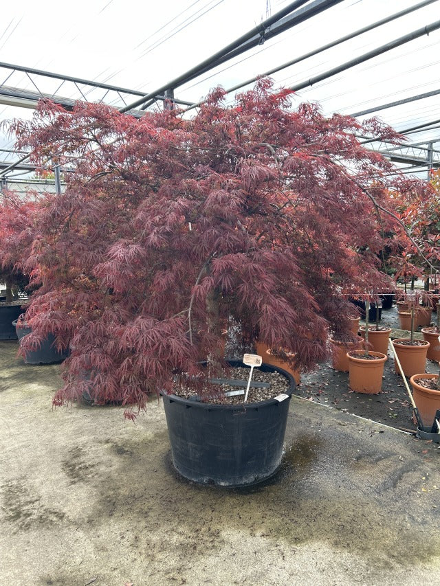 Acer palmatum Garnet 3L-235L -
