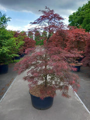 Acer palmatum Garnet 3L-235L -