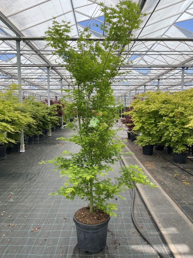 Acer palmatum 'Going Green' 10.5cm/2L/3L/45L -