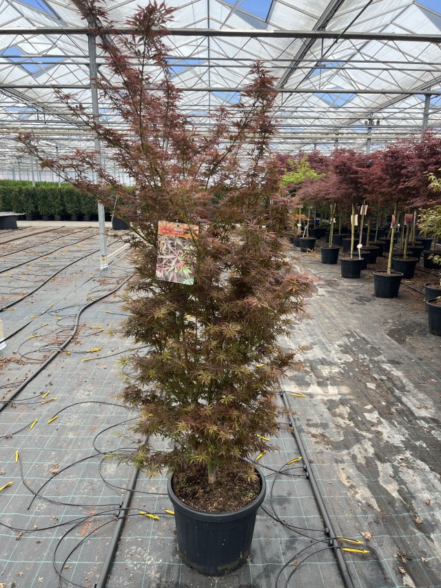 Acer palmatum Jerre Schwartz 3L / 35L -
