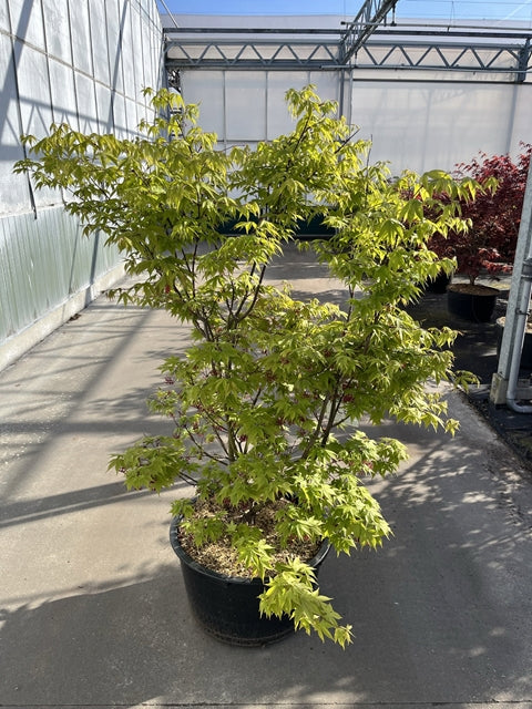 Acer palmatum 'Osakazuki' 65L 170cm 65L 180cm -