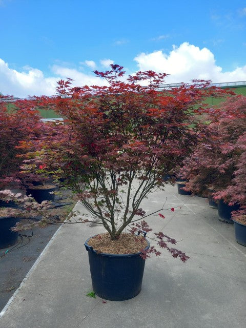 Acer palmatum 'Atropurpureum' 10.5cm-130L -