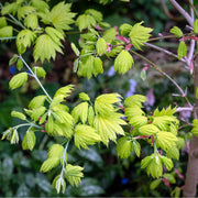 Acer shirasawanum 'Jordan' 3L (60cm) -