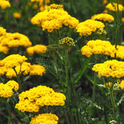 Achillea 'Cloth of Gold' 9cm/1.5L -