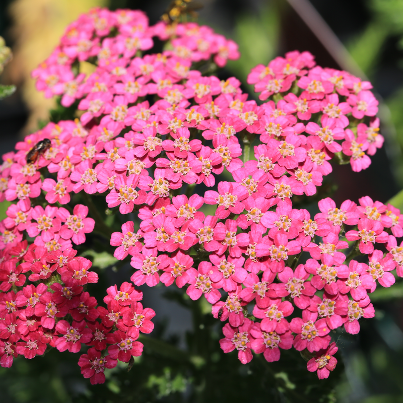 Achillea (Yarrow) - Milly Rock Rose 1.5L -