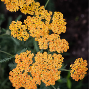 Achillea (Yarrow) - Milly Rock Yellow 1.5L -