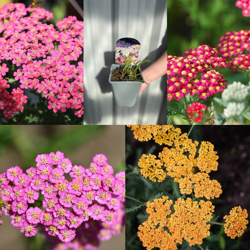 SPECIAL OFFER: Achillea Mix of 5 -