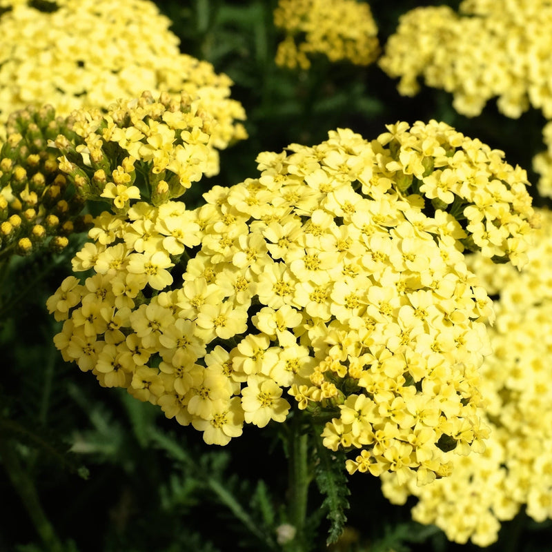 Achillea 'Coronation Gold' 9cm -