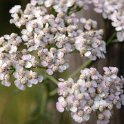 Achillea - Cream 9cm -