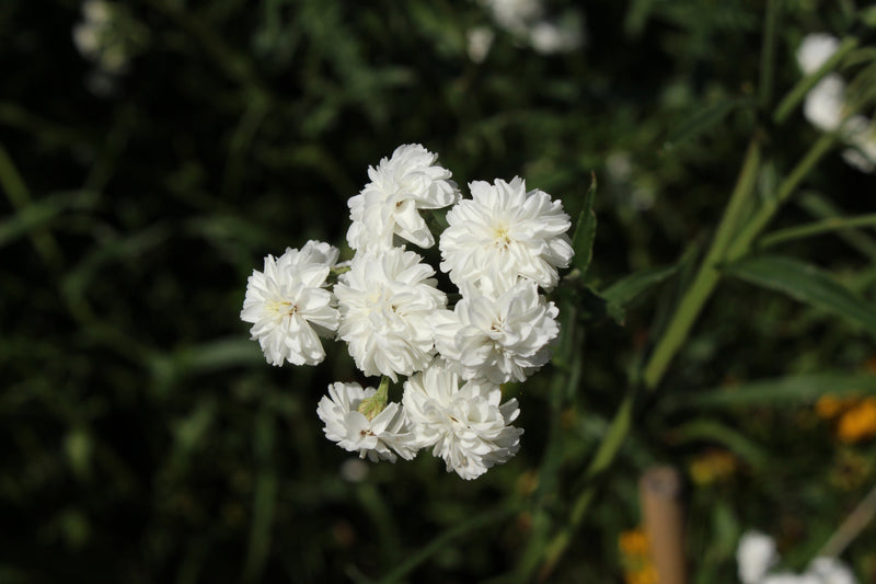 Achillea ptarmica 'The Pearl' - Marginal Pond Plants - BP001