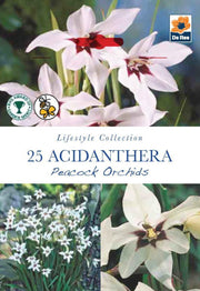 Acidanthera (Peacock Orchids) - 25 Corms -