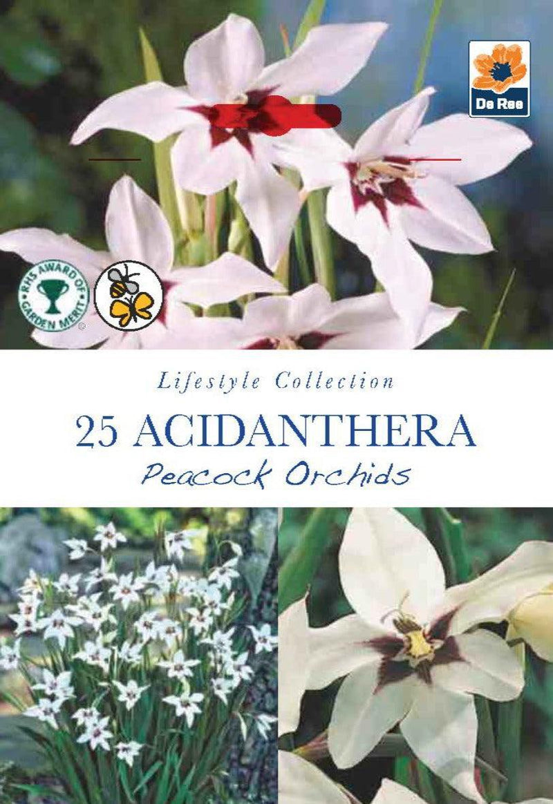 Acidanthera (Peacock Orchids) - 25 Corms -