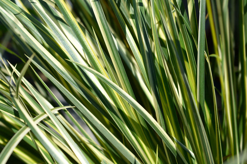 Acorus gramineus variegatus (Variegated) - Marginal Pond Plants - MP003