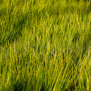 Acorus gramineus 'Hakuro Nishiki' 9cm - Home & Garden