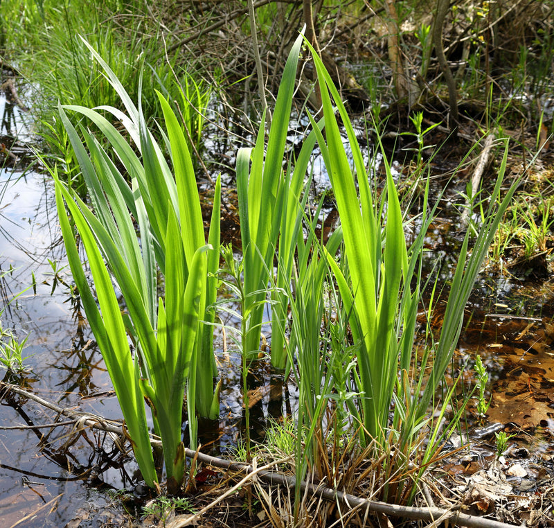 Acorus calamus (Sweet flag) - MP001 Packs