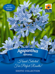 Agapanthus 'Africanus' | Exotic Collection | 1 Bulb -