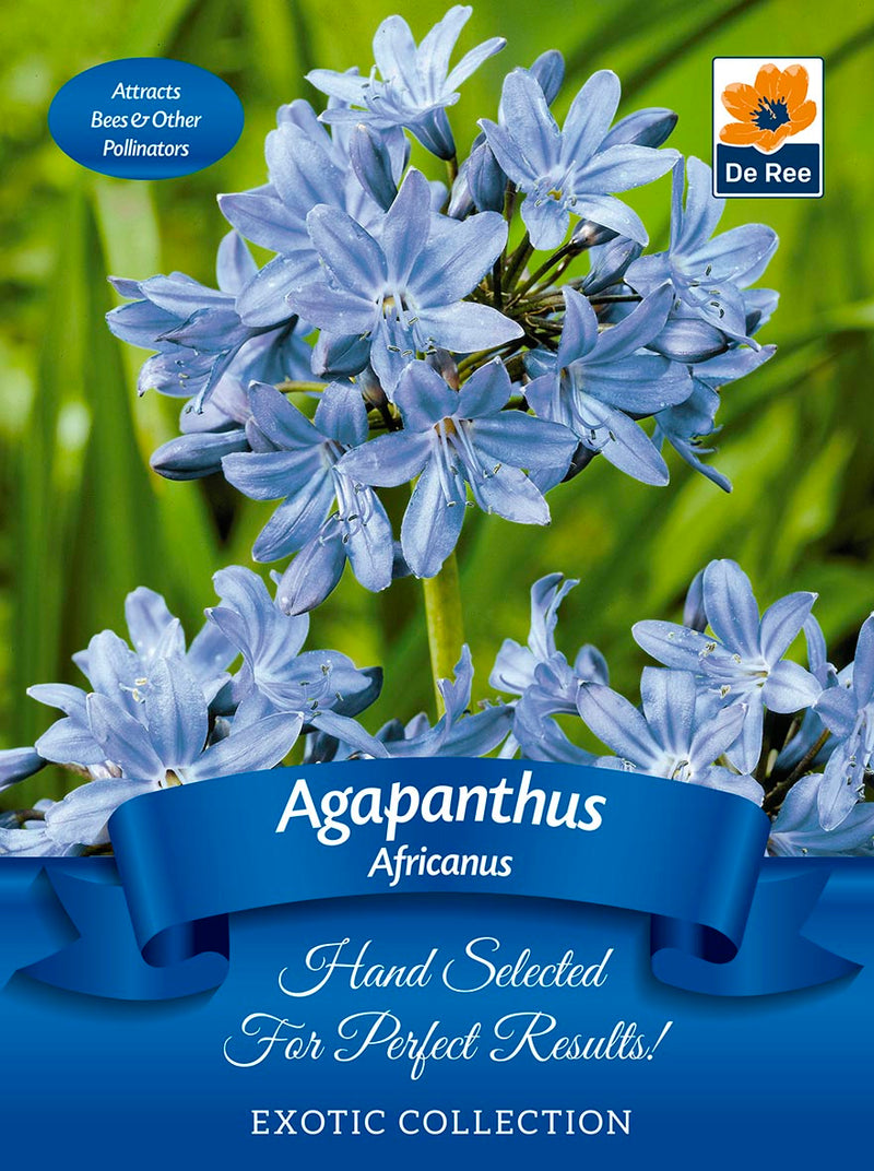 Agapanthus 'Africanus' | Exotic Collection | 1 Bulb -