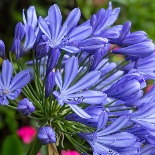 Agapanthus 'Africanus' - African Lily (Blue) 1.5L -