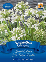 Agapanthus 'White Superior' | Exotic Collection | 1 Bulb -