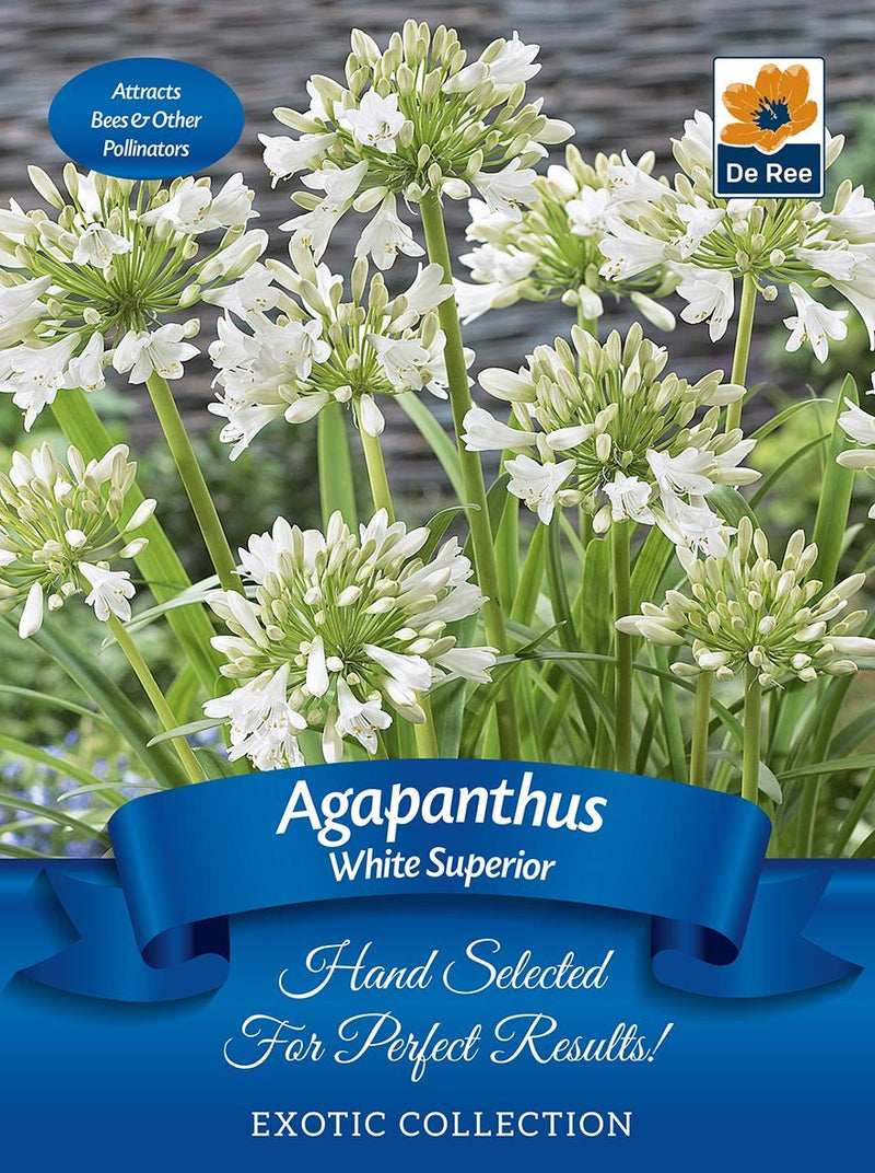Agapanthus 'White Superior' | Exotic Collection | 1 Bulb -