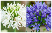 Agapanthus 'Africanus' - African Lily (Lost Label) -