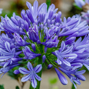 Agapanthus 'Africanus' - African Lily (Blue) 1.5L -