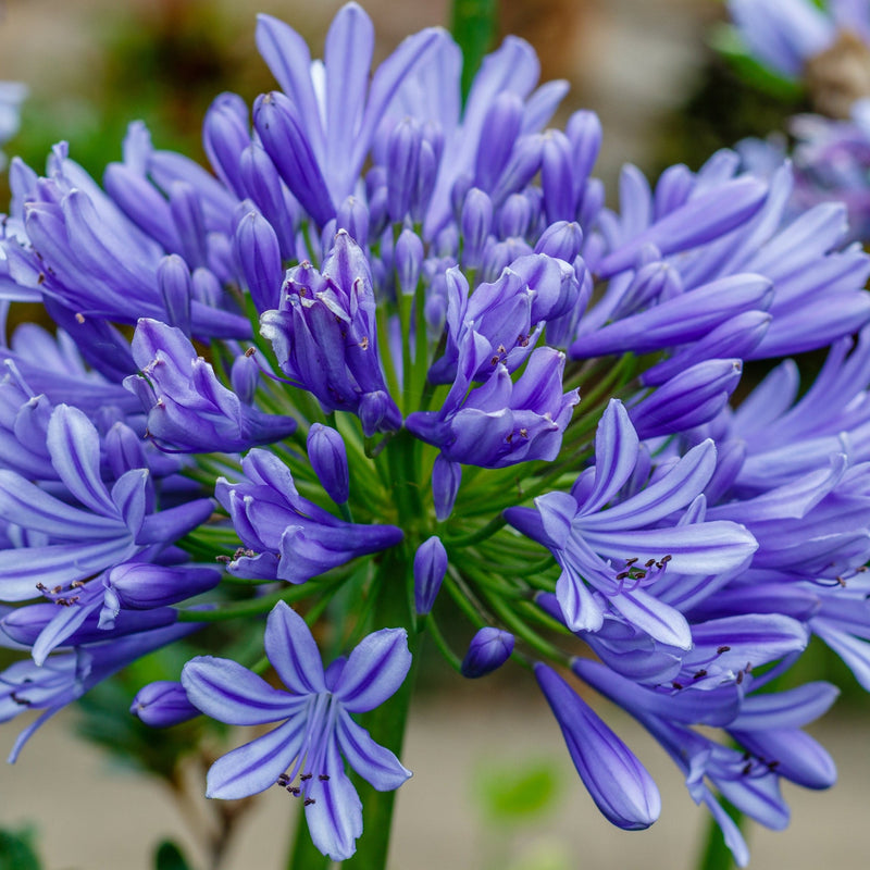 Agapanthus 'Africanus' - African Lily (Blue) 1.5L -