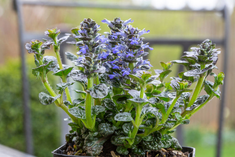 Ajuga pyramidalis 'Metallica Crispa' - BP002 Packs