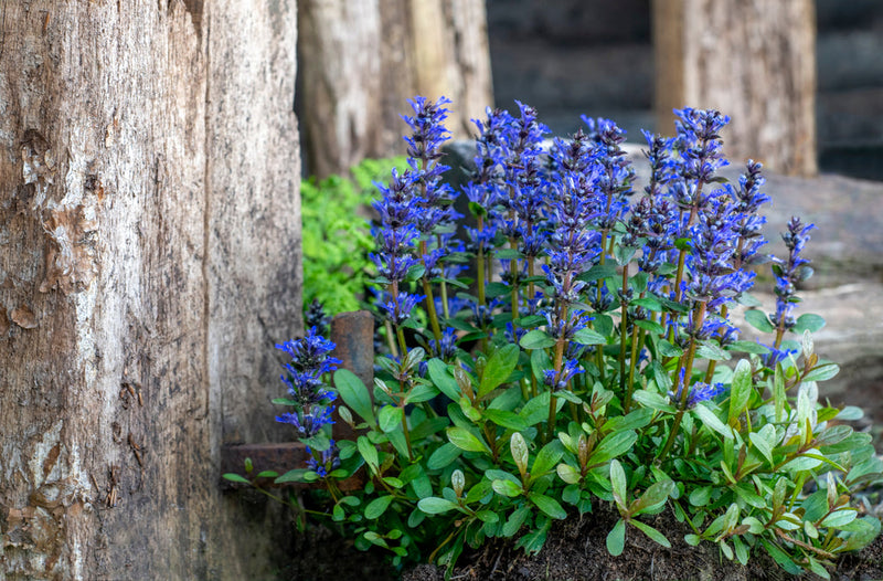 Ajuga Reptans 'Common' - BP002A Packs