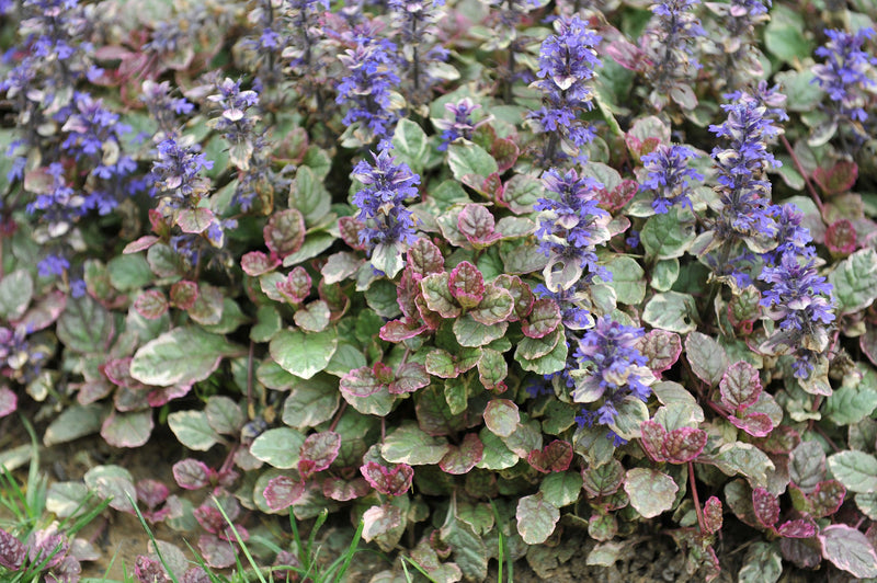 Ajuga Reptans Variegated - Marginal Pond Plants - BP004