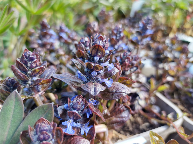 Ajuga reptans 'Braunherz' - BP003B Packs