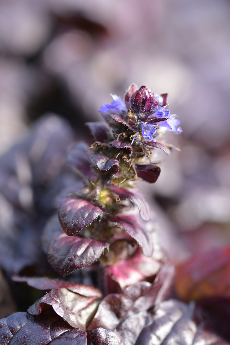 Ajuga reptans 'Braunherz' - BP003B Packs