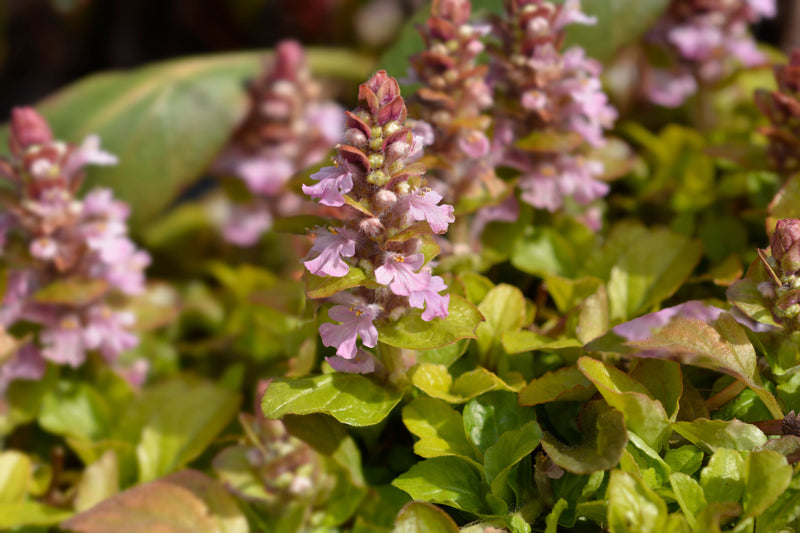 Ajuga reptans 'Rosea' - BP003C Packs