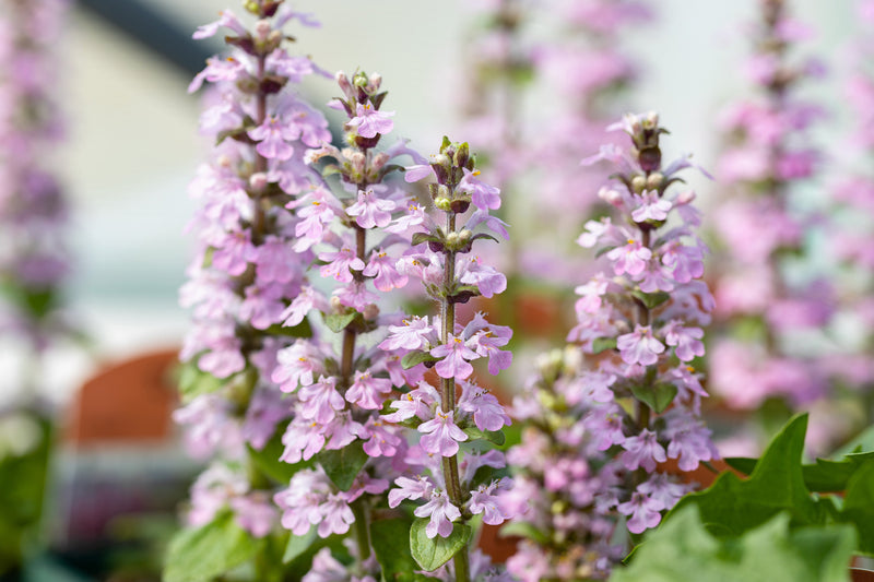 Ajuga reptans 'Rosea' - BP003C Packs
