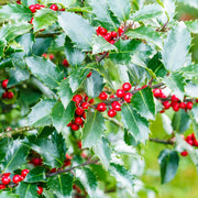 Ilex aquifolium 'Alaska' Holly 2L -