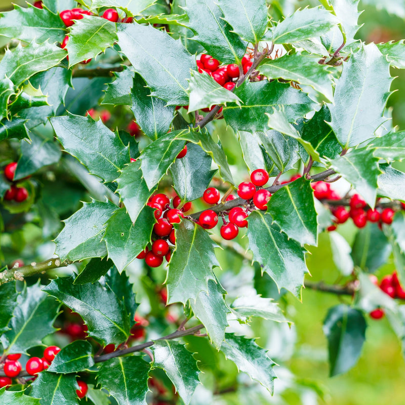 Ilex aquifolium 'Alaska' Holly 2L -